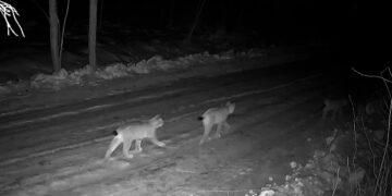 Lūšims geras laikas medžioklei