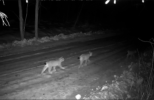 Lūšims geras laikas medžioklei