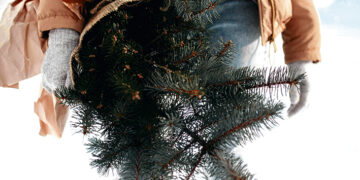 Kalėdinės eglutės iškeliauja