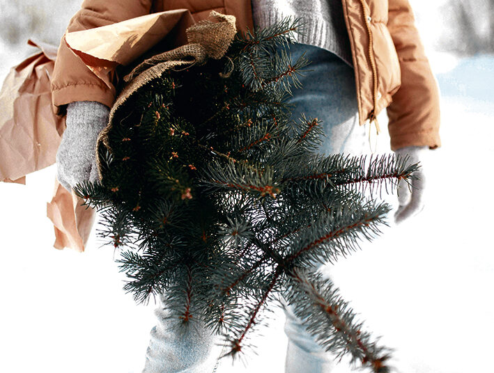 Kalėdinės eglutės iškeliauja