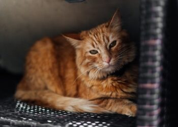 Natūralus ir ekologiškas kraikas: ar verta rinktis?