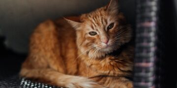 Natūralus ir ekologiškas kraikas: ar verta rinktis?