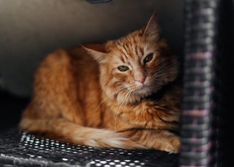 Natūralus ir ekologiškas kraikas: ar verta rinktis?