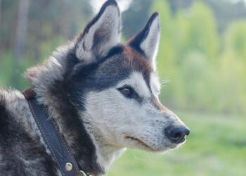 Atsikratė šuns ar tiesiog jį retai aplanko?