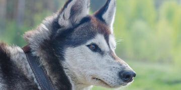 Atsikratė šuns ar tiesiog jį retai aplanko?