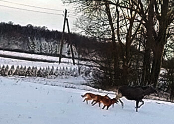 Vilkas, šuo ar hibridas: kaip nuo jų apsisaugoti?