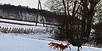 Vilkas, šuo ar hibridas: kaip nuo jų apsisaugoti?