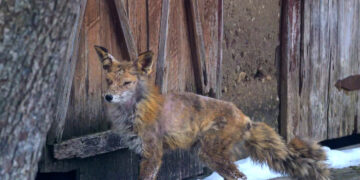 Ką daryti su ligota lape?