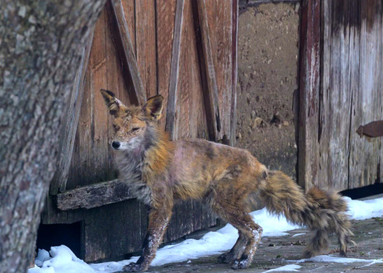 Ką daryti su ligota lape?