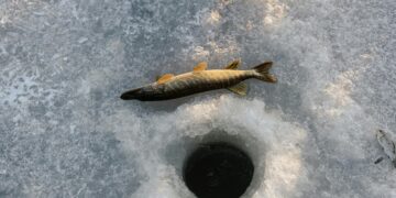 Nuo vasario draudžiama gaudyti lydekas