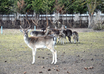 Danielių socializacija Kučgalyje