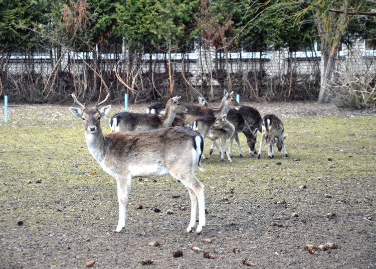 Danielių socializacija Kučgalyje