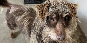 Nuplikusį seną šunį globėjai vos prisiviliojo