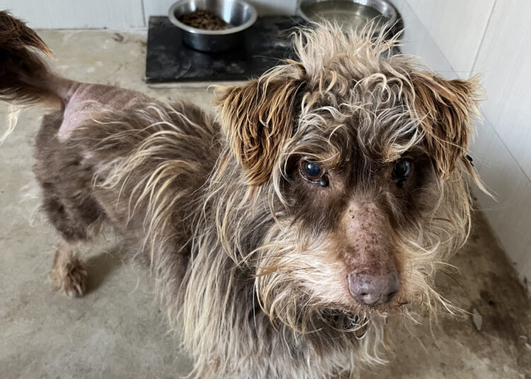 Nuplikusį seną šunį globėjai vos prisiviliojo