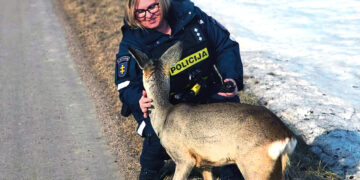 Namo pavėžėjo išsiblaškėlį