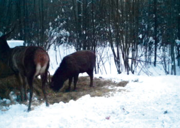 Žvėreliams jau gresia baltasis badas