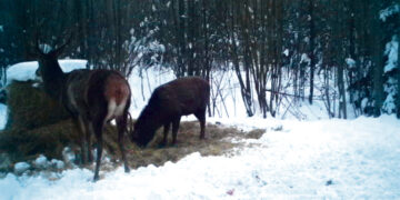 Žvėreliams jau gresia baltasis badas