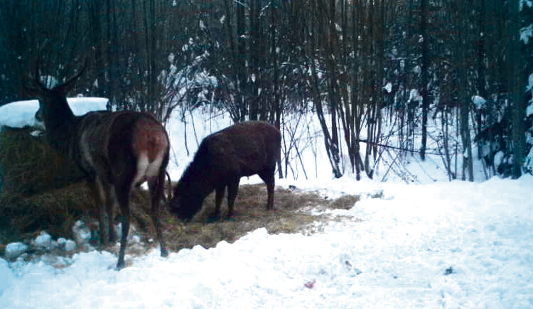 Žvėreliams jau gresia baltasis badas