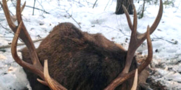 Medžiotojų etika, arba elnių safaris Nemunėlio medžioklės plotuose