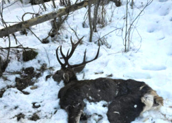 Vykdo sustiprintą kontrolę