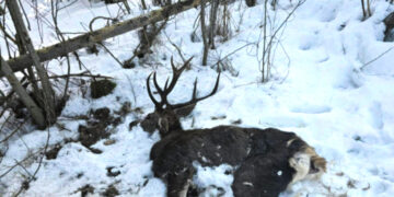 Vykdo sustiprintą kontrolę