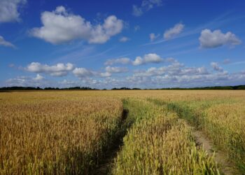 Žemės ūkio naudmenų deklaravimas 2026 m.: kas naujo?