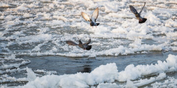 Tatulos upė peršalo