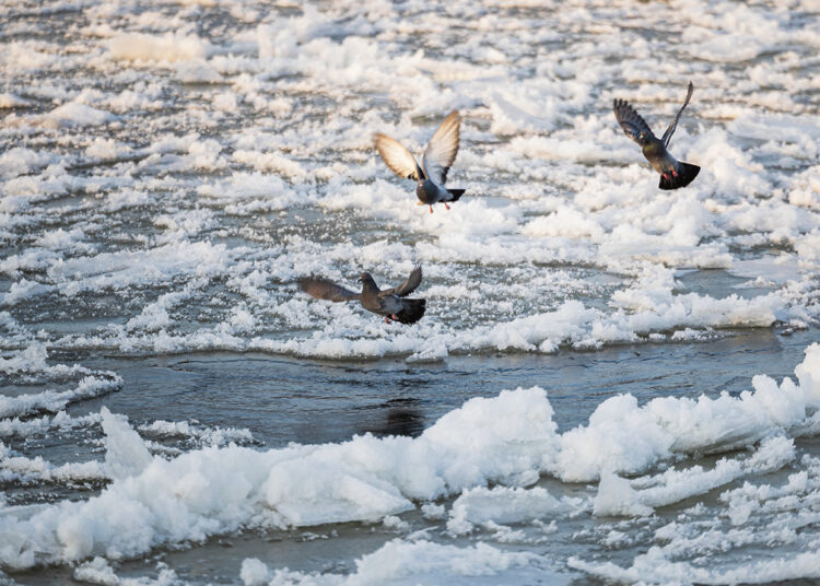 Tatulos upė peršalo