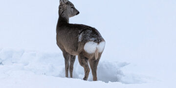 Gelbėjo stirną nuo bado ir šautuvo vamzdžio
