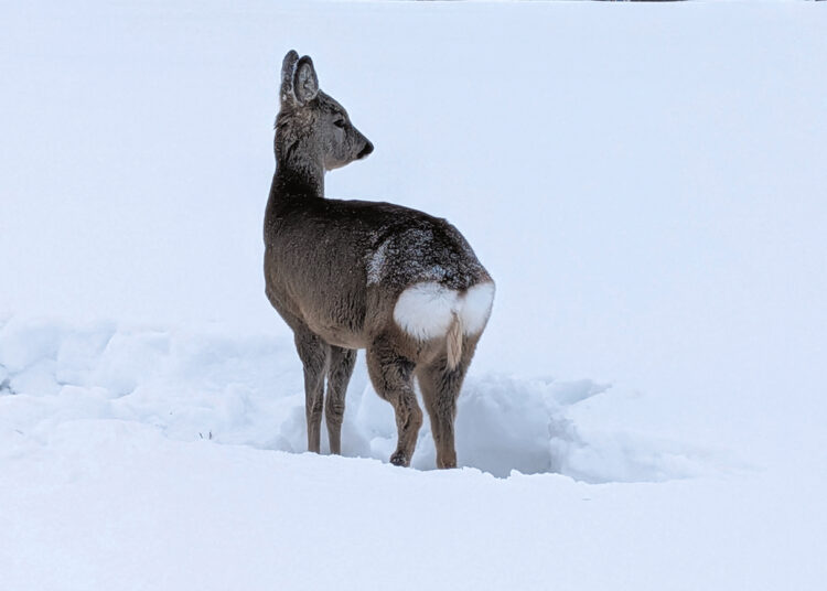 Gelbėjo stirną nuo bado ir šautuvo vamzdžio
