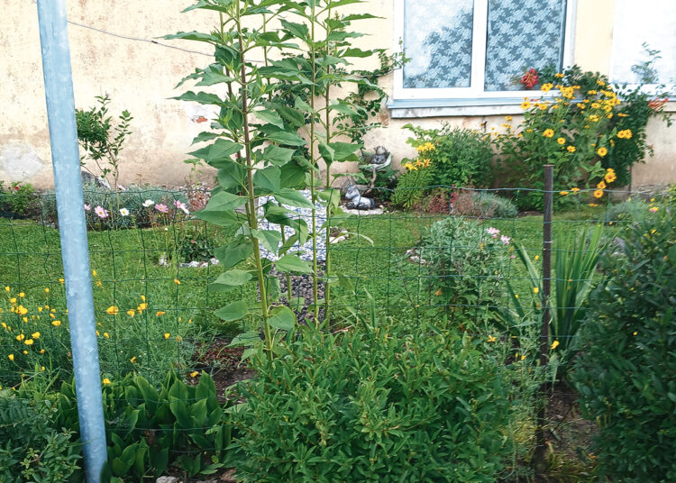 Ką pamatys į Holokausto aukų minėjimą atvykę garbūs svečiai?