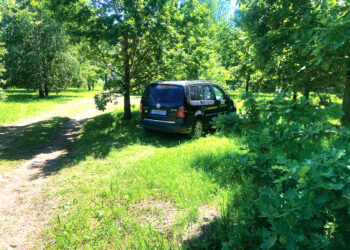Automobiliais – per ąžuolyną