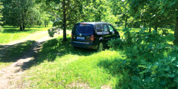Automobiliais – per ąžuolyną