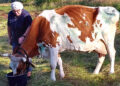 Vilkų apdraskytai karvutei prireikė veterinaro pagalbos