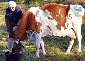 Vilkų apdraskytai karvutei prireikė veterinaro pagalbos