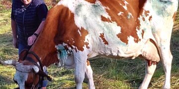 Vilkų apdraskytai karvutei prireikė veterinaro pagalbos