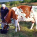 Vilkų apdraskytai karvutei prireikė veterinaro pagalbos