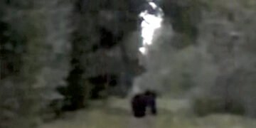 Biržų miškuose nufilmavo meškas